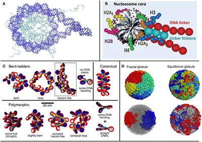 Chromatin Compaction Multiscale Modeling: A Complex Synergy Between Theory, Simulation, and Experiment